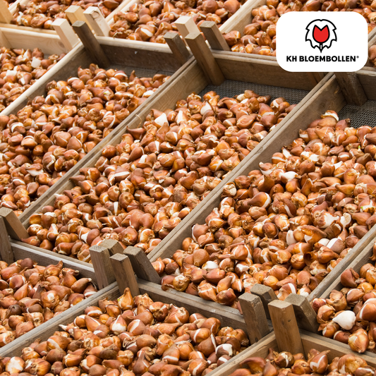 Avantgarde-Tulpenzwiebeln – 20 Stück