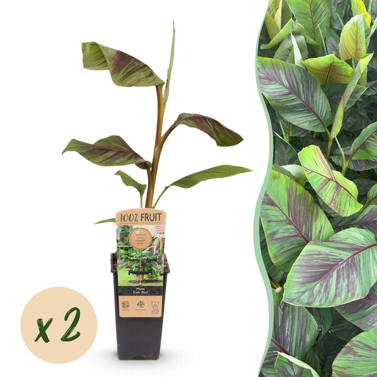 Japanese fiber banana - Musa Ever Red - Winter hardy - 2 plants