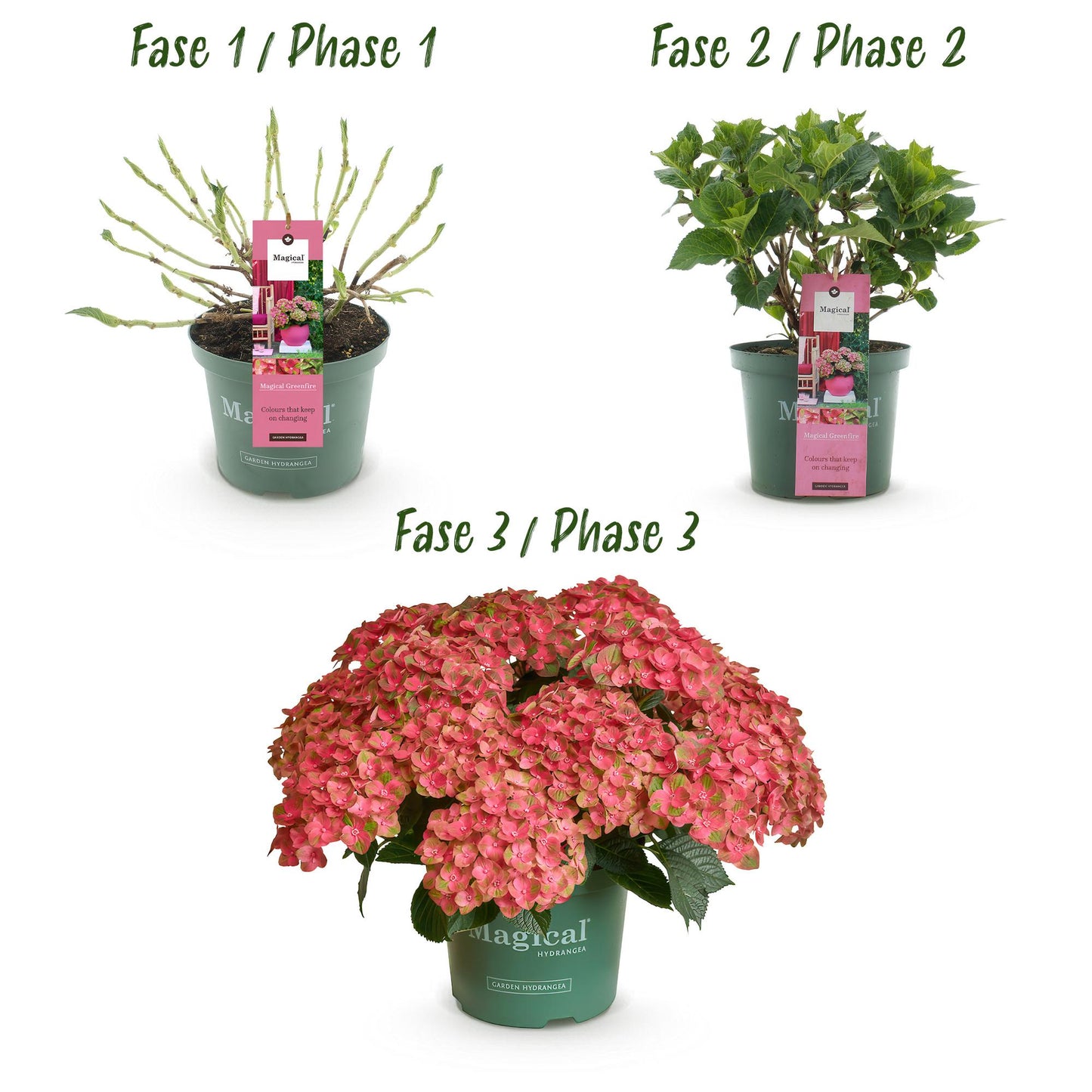 Green boutiQ - Terrace plant - Hydrangea - Hydrangea Magical Green Fire - Pink Green - 6-10 Flowers - 2 Plants - Pot 23cm Height 55cm