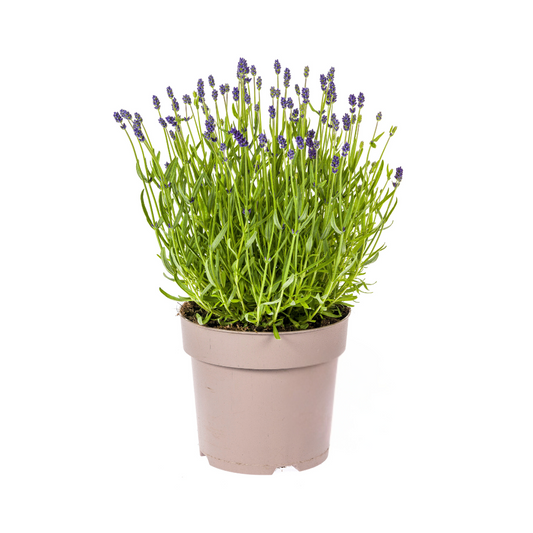 Lavandula angustifolia Ø19cm - ↕40 - 50cm