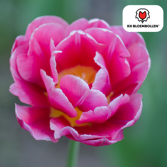 Tulpenbollen Columbus – 20 Stuks