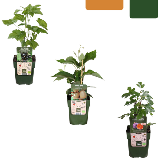"Sweet harvest trio" BIO Fruit plants mix set of 3 different types