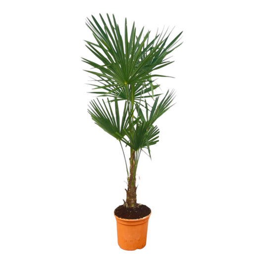 Trachycarpus Fortuneii - 130 - 140cm - Ø27