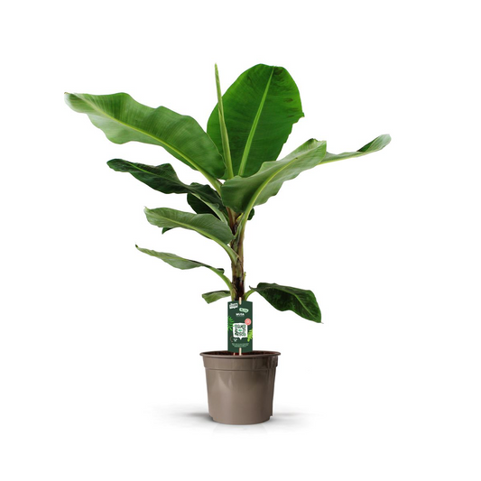 Banana plant (Musa) - 150 cm - Ø27cm