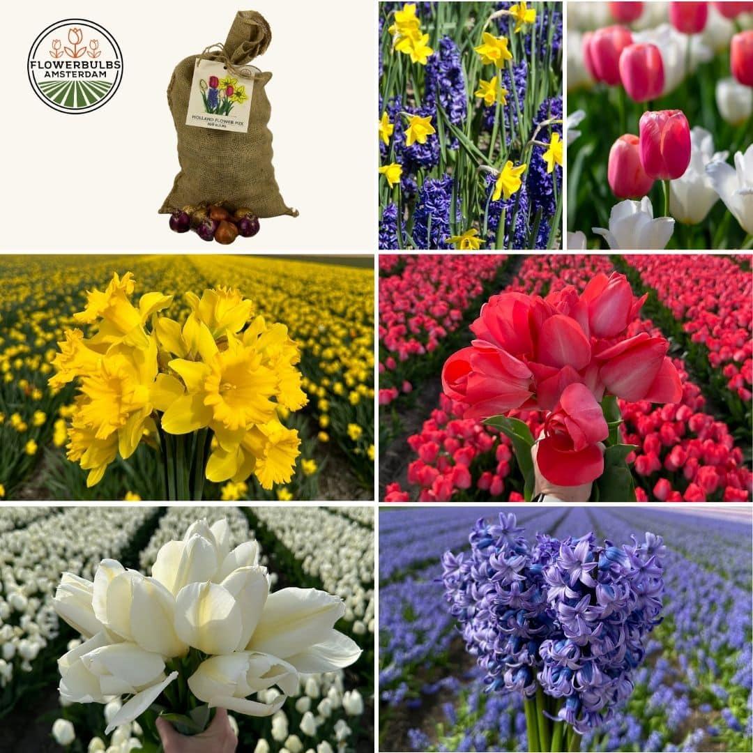 Flowerbulbs Amsterdam - Super Holland Mix - Sustainable value bag, 100 flower bulbs for 2.5 m² of floral splendor - Size 12+