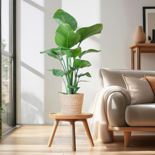 Strelitzia Nicolai with Sofia basket natural - 80cm - Ø21