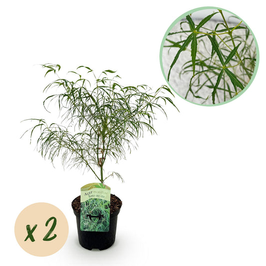 Green boutiQ - Patio plant - Japanese Maple - Acer palmatum Koto-no-ito - Green - 2 Plants - Deciduous - Pot 19cm Height 70cm