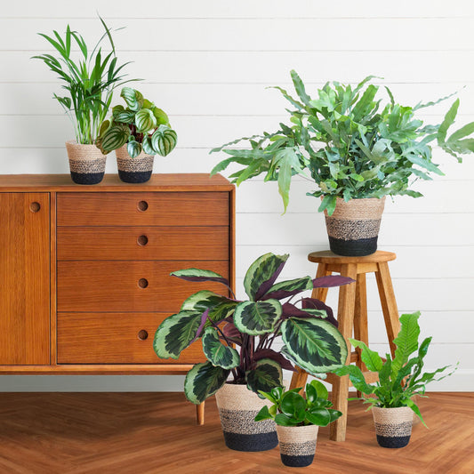 Animal Friendly Plant Set Large