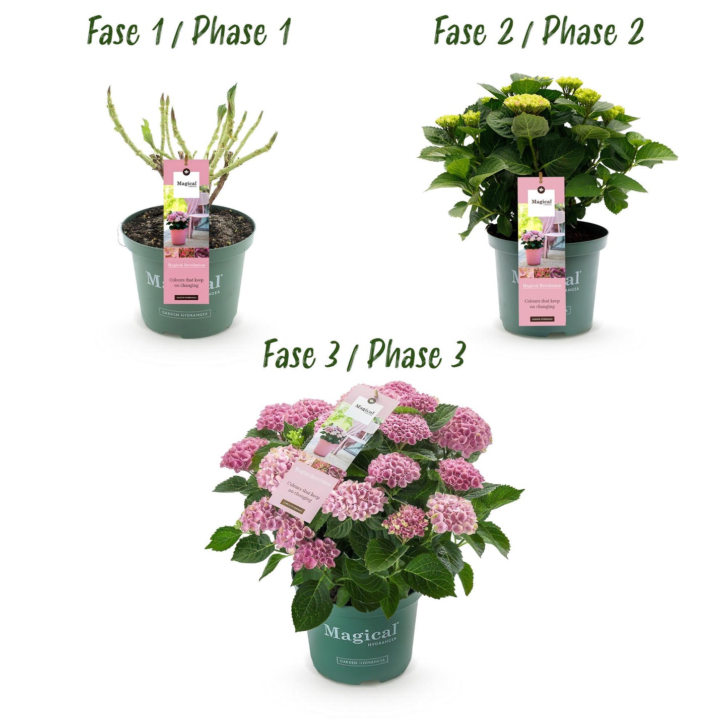 Green boutiQ - Terrace plant - Hydrangea - Hydrangea Magical Revolution Pink - Pink - 6-10 Flowers - Pot 23cm Height 55cm
