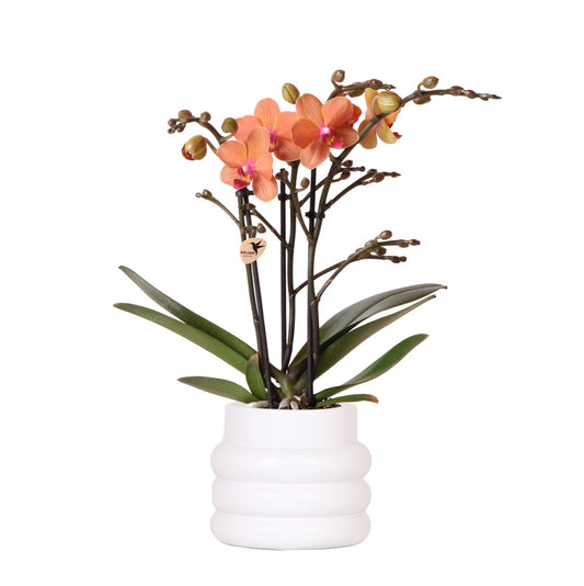 Kolibri Orchids | Orange Phalaenopsis orchid - Mineral Bolzano + Bubble pot white - pot size Ø9cm | flowering houseplant - fresh from the grower