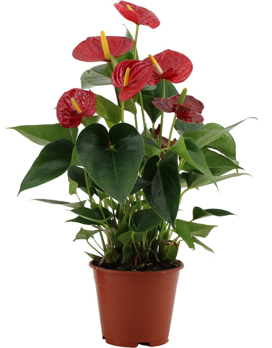 Anthurium Success Red In Transparent Sleeve - Ø14cm - ↕43cm