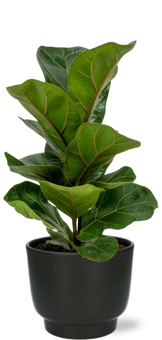 Ficus Lyrata - Ø12cm - ↕30cm + Potenza Pot D13x11cm - Black