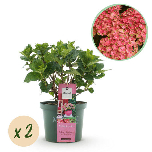 Green boutiQ - Terrace plant - Hydrangea - Hydrangea Magical Green Fire - Pink Green - 6-10 Flowers - 2 Plants - Pot 23cm Height 55cm