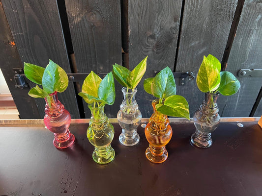 Houseplant Mix in Venice Glass - 6 pieces - Ø7cm - ↕20cm