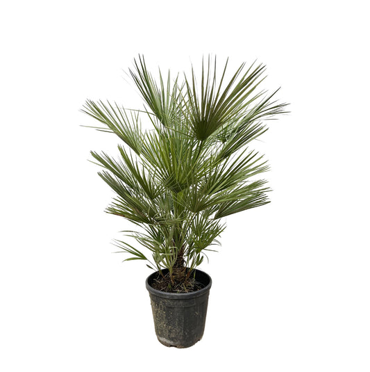 Chamaerops Humilis - 150cm - ø30