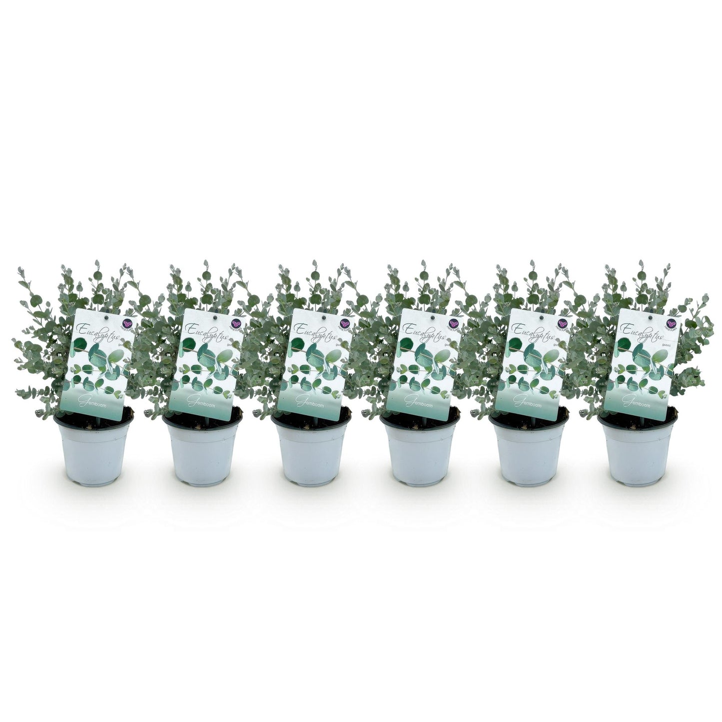 Green boutiQ - Terrasplant - Eucalyptus boom - Eucalyptus gunni  - Grijs - 6 Planten - Winterhard - Pot 14cm Hoogte 30cm