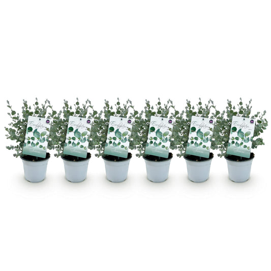 Green boutiQ - Terrasplant - Eucalyptus boom - Eucalyptus gunni  - Grijs - 6 Planten - Winterhard - Pot 14cm Hoogte 30cm