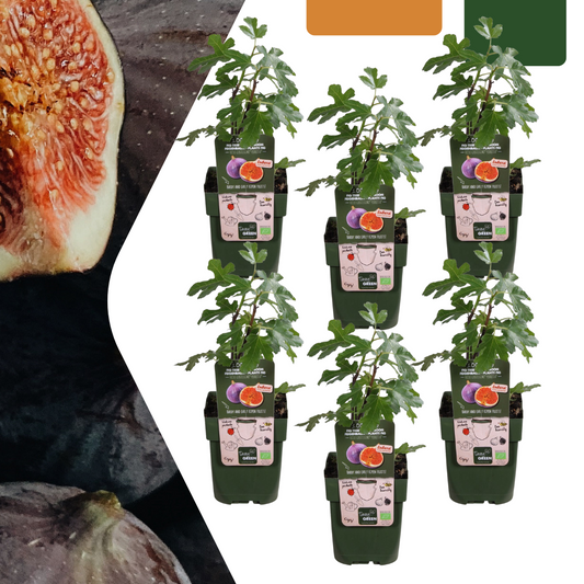 6 x Organic Fig Trees - Ø 13 cm - ↨ 20 cm