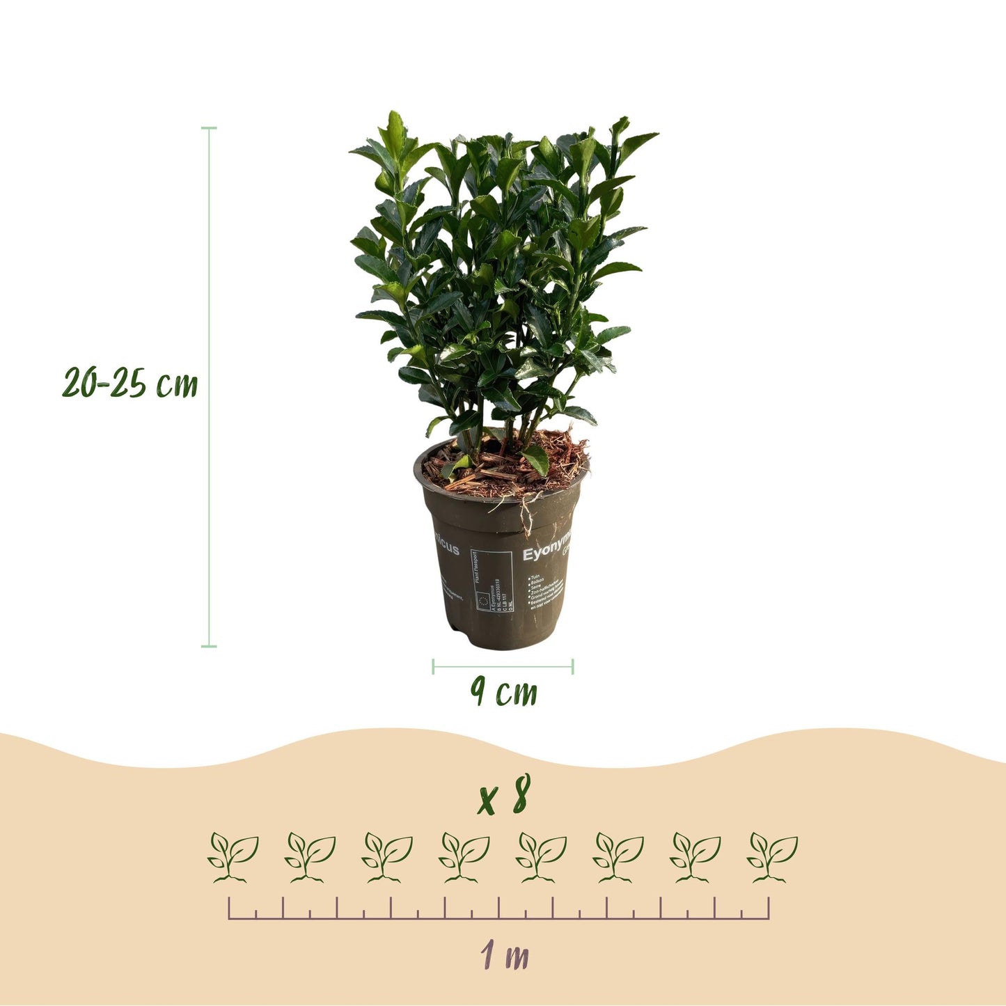 Hedge plants - Euonymus japonica Green Spire - leaf green - 8 plants - 1 linear meter - evergreen - pot 9cm height 20-25cm