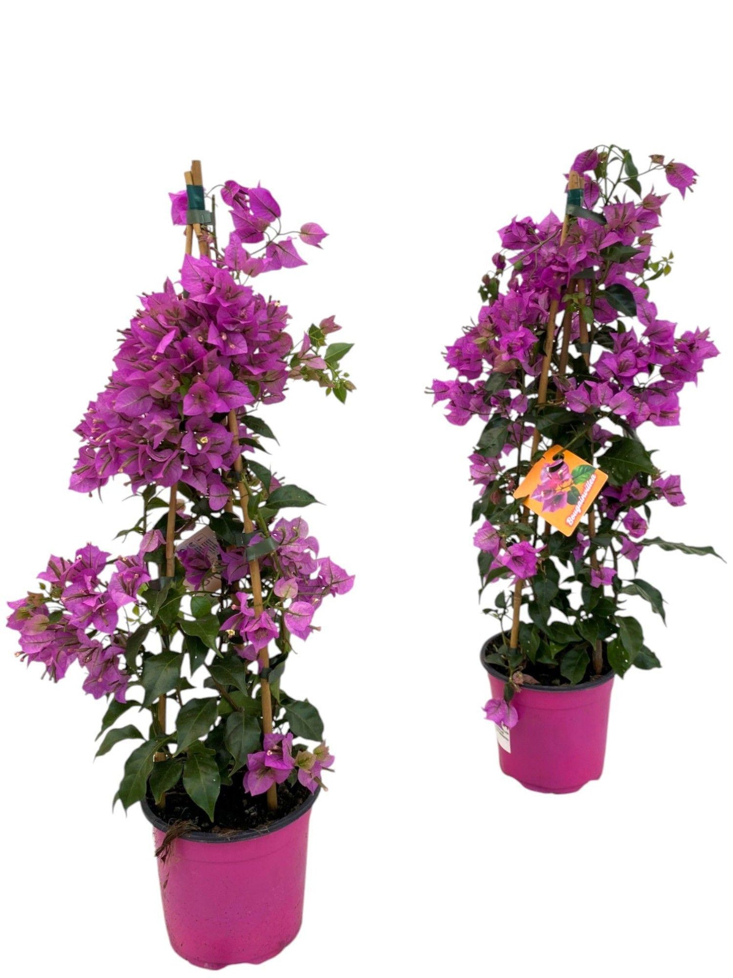 Bougainvillea Sanderiana Pyramid - 1 piece - Ø17cm - ↕70cm