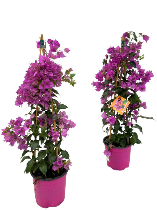 Bougainvillea Sanderiana Pyramid - 1 piece - Ø17cm - ↕70cm