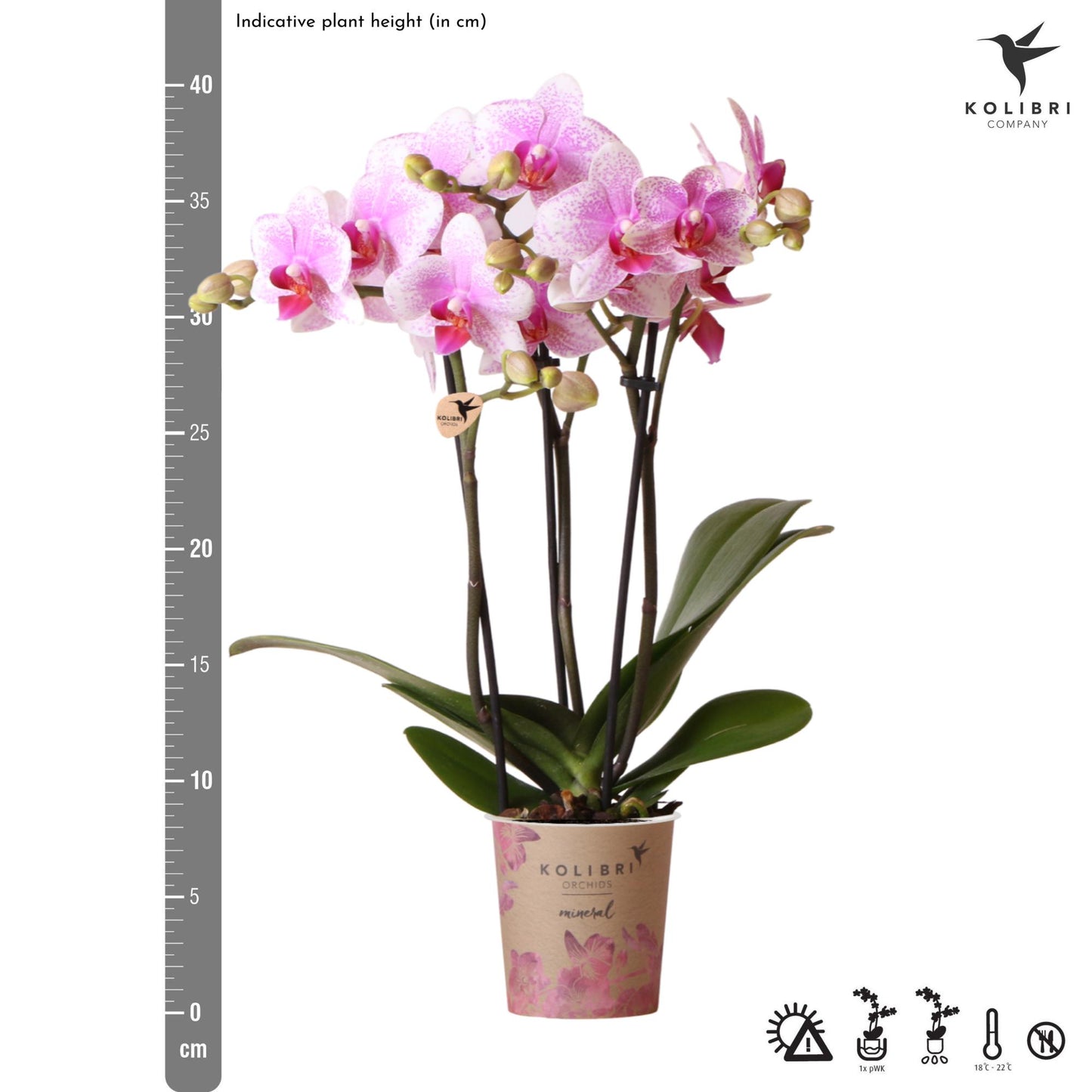 Roze Phalaenopsis orchidee potmaat Ø9cm | Rotterdam