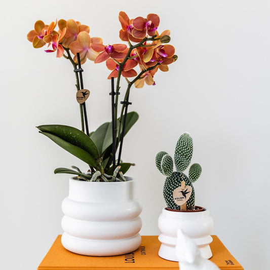Kolibri Orchids | Orange Phalaenopsis orchid - Mineral Bolzano + Bubble pot white - pot size Ø9cm | flowering houseplant - fresh from the grower