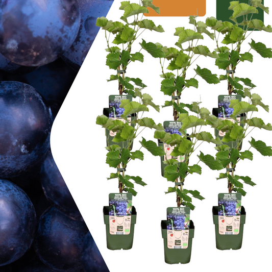 6 x Organic Grape Plants - Ø 13 cm - ↨ 20 cm