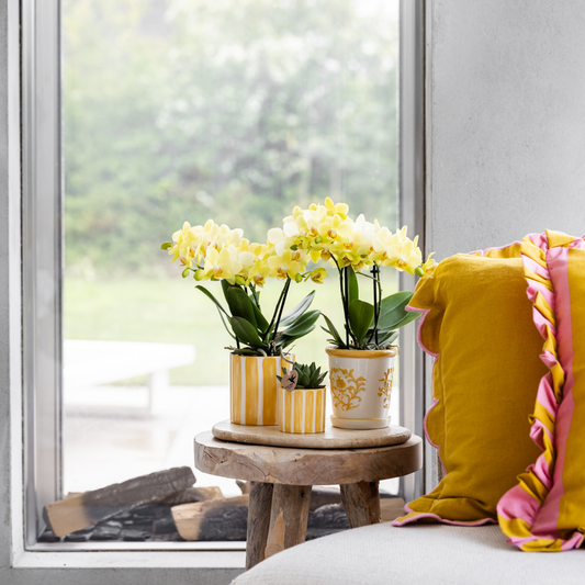 Hummingbird Orchids | yellow Phalaenopsis orchid - Albenga - pot size Ø9cm | flowering houseplant - fresh from the grower