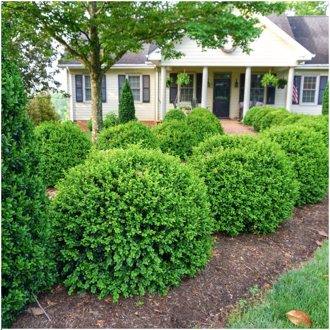 "Buxus NewGen Freedom 6-Pack – Winterharde Groenblijvende Struiken 6 x Ø7 cm - ↕15 cm | Compacte Buxus"