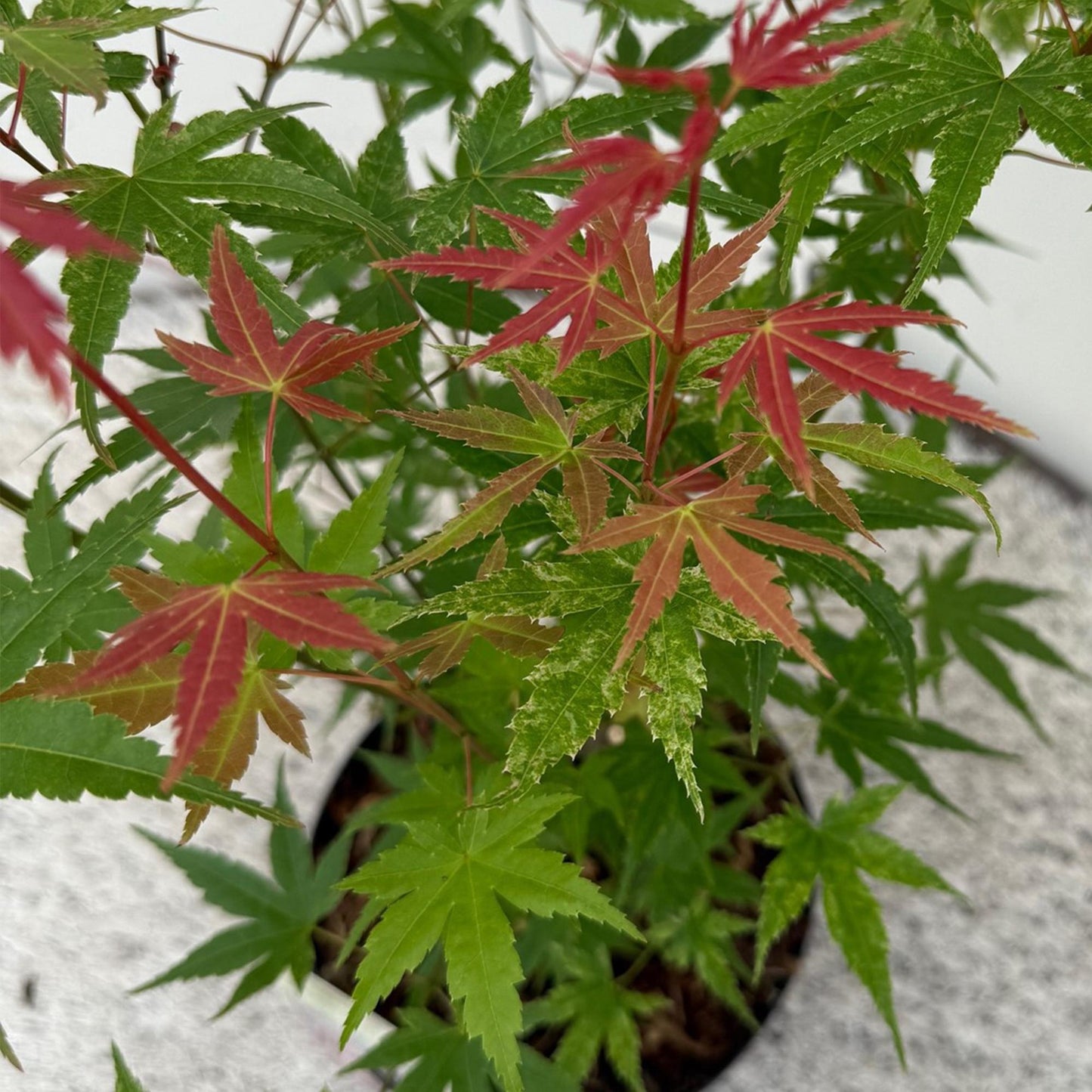 Green boutiQ - Terrace plant - Japanese Maple - Acer palmatum Phoenix - Pink - 1 Plant - Deciduous - Pot 19cm Height 70cm