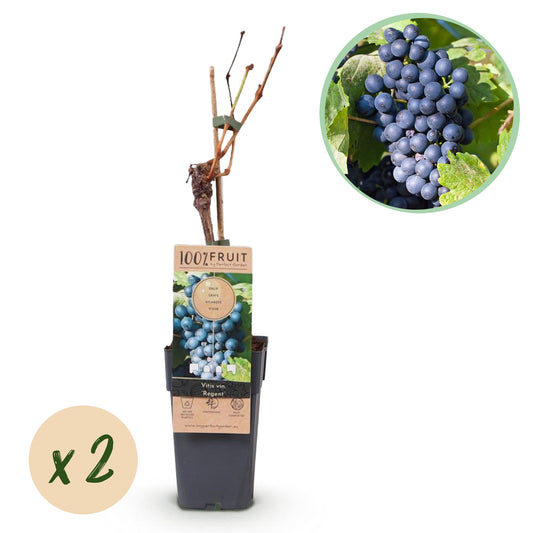 Green boutiQ - Fruit plant - Blue Grape - Vitis vinifera Regent - 2 plants - Pot 15cm Height 50cm