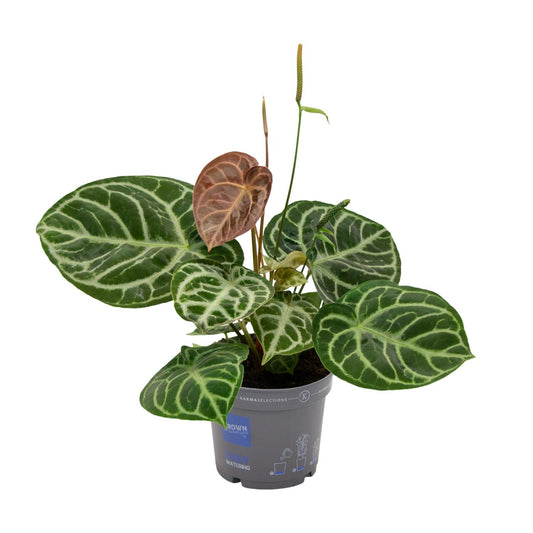 Anthurium Crystal Hybrid Compact - Ø17cm - ↕40cm