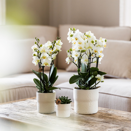 Hummingbird Home | Rustic decorative pot - White - Ø9cm