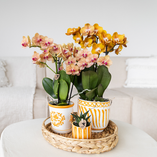 Kolibri Orchids | orange orchid Jamaica + Malaga decorative pot orange - pot size Ø9cm | flowering houseplant - fresh from the grower