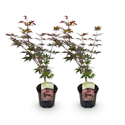 Green boutiQ - Patio plant - Japanese Maple - Acer palmatum Atropurpureum - Purple - 2 Plants - Deciduous - Pot 19cm Height 70cm