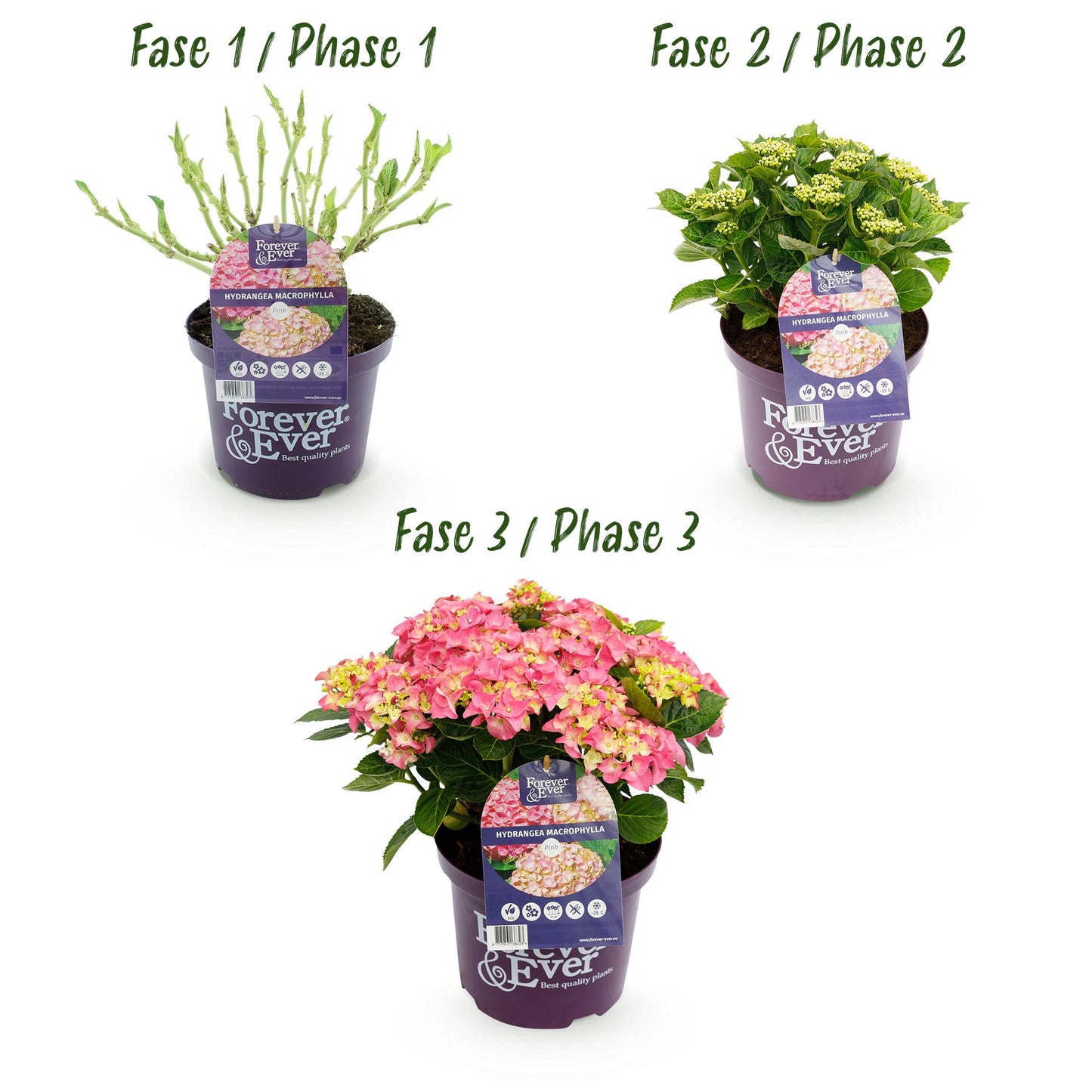 Green boutiQ - Terrace plant - Hydrangea - Hydrangea Forever &amp; Ever - Pink - 7-12 Flowers - 2 Plants - Pot 23cm Height 55cm