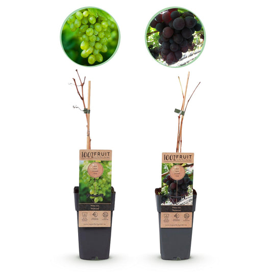 Green boutiQ - Fruit plant - Purple &amp; White Grape - Vitis vinifera Vanessa &amp; Himrod - Seedless - 2 plants - Pot 15cm Height 50cm