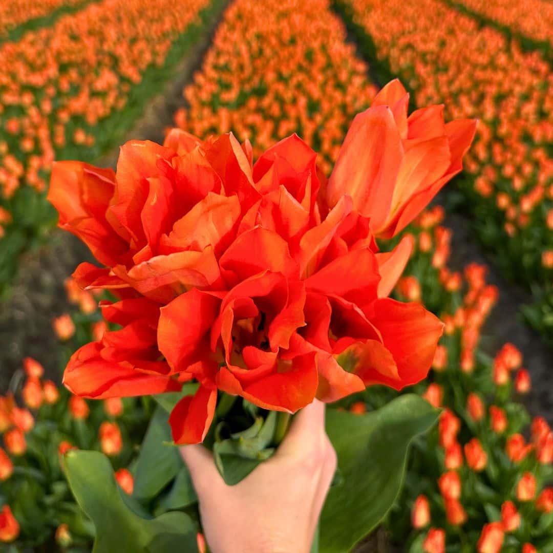 Flowerbulbs Amsterdam - Super Tulip Mix - Sustainable value bag, 100 flower bulbs for 2.5 m² of floral splendor - Size 12+