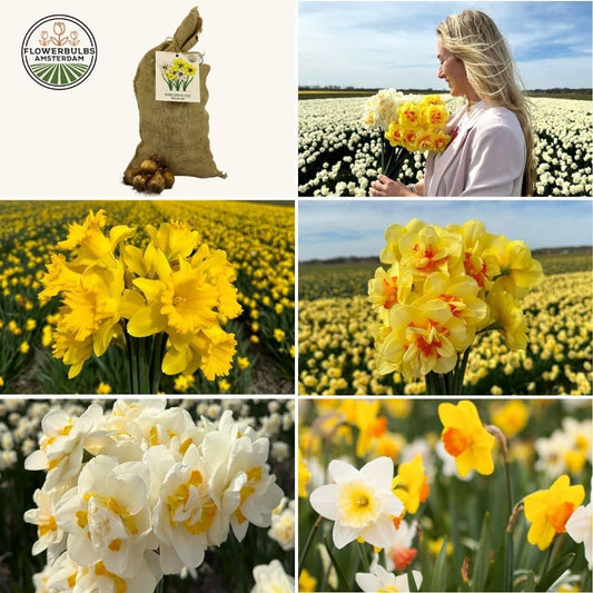 Flowerbulbs Amsterdam - Super Narcissus Mix - Sustainable value bag, 100 flower bulbs for 2.5 m² of floral splendor - Size 12/14