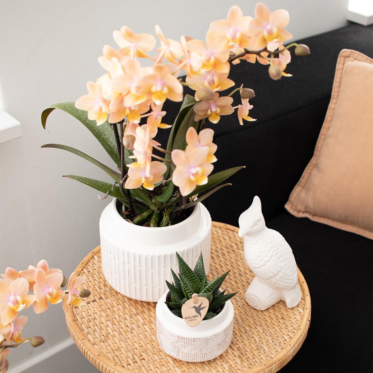 Surprise box mix - planten voordeel box - verrassingsbox met 4 verschillende orchideeën ø9cm