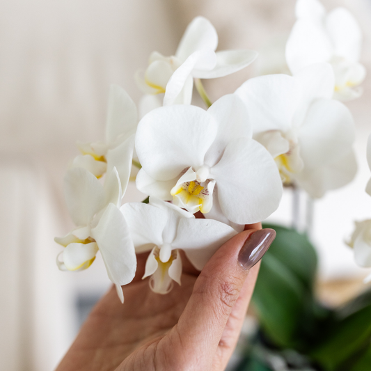 Kolibri Orchids | white orchid Amabilis + Malaga decorative pot green - pot size Ø9cm | flowering houseplant - fresh from the grower