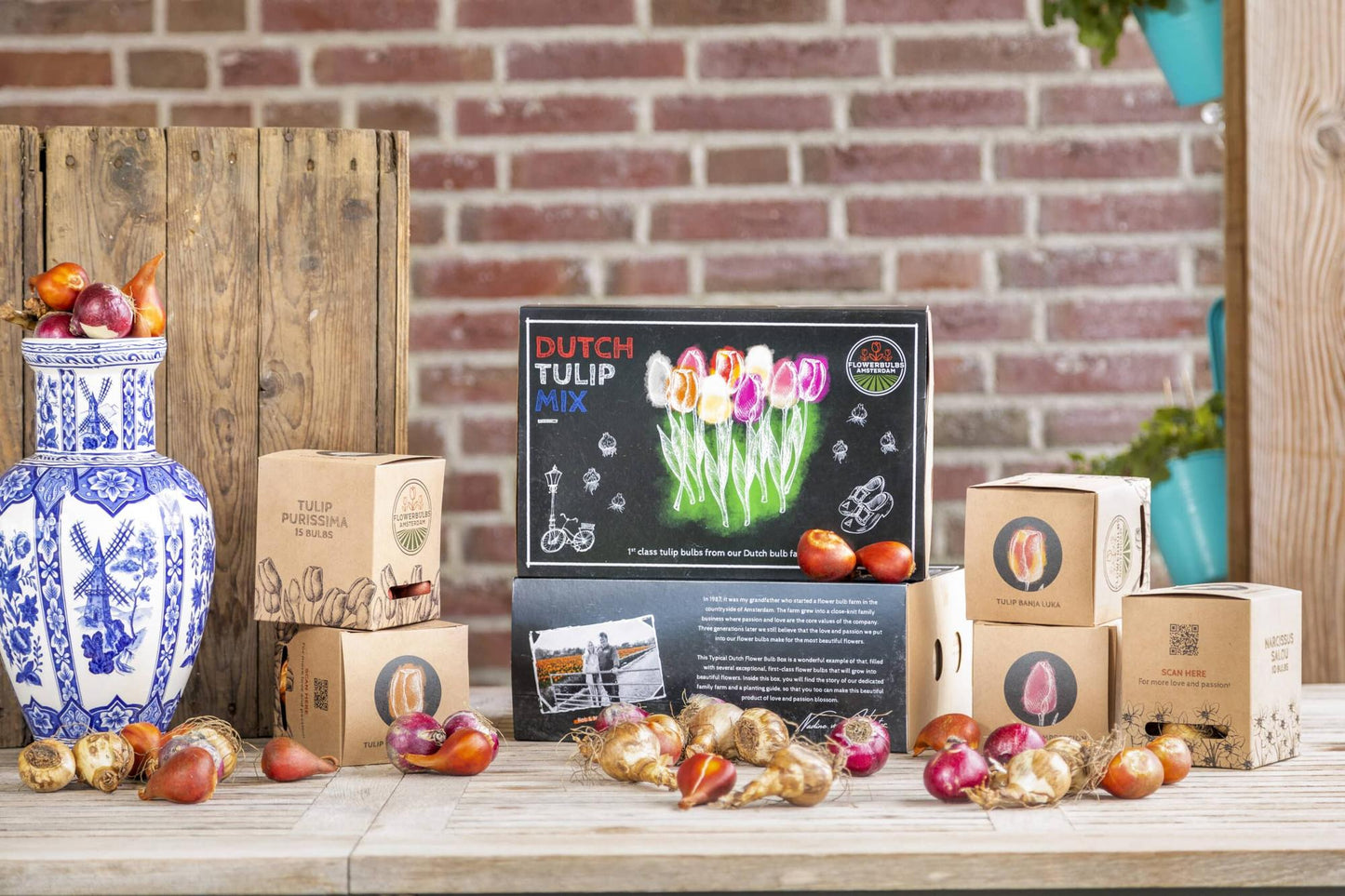 Flowerbulbs Amsterdam - Dutch Tulip Mix - Luxury large box, 90 flower bulbs for 2.5 m² of floral splendor - Size 12+