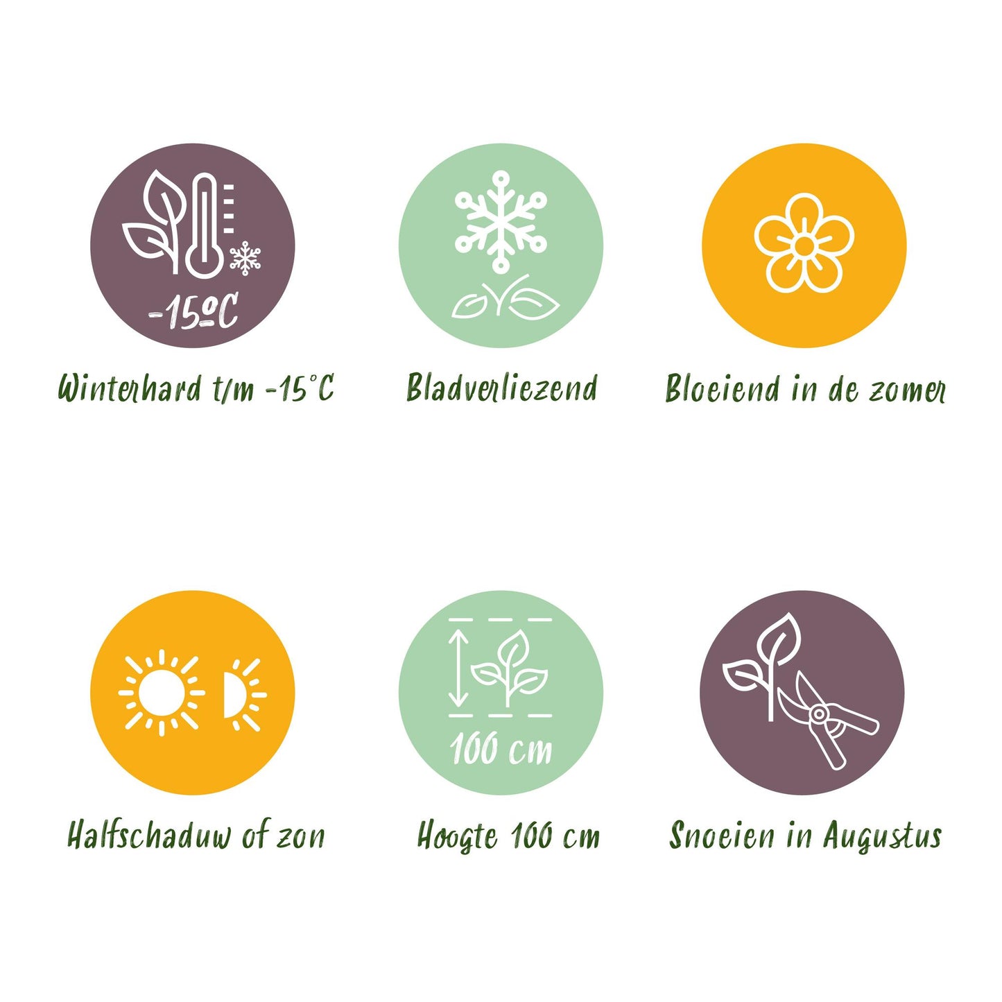 Green boutiQ - Terrace plant - Hydrangea - Hydrangea Magical Teusday &amp; Saphire - Red - 6-10 Flowers - 2 Plants - Pot 23cm Height 55cm