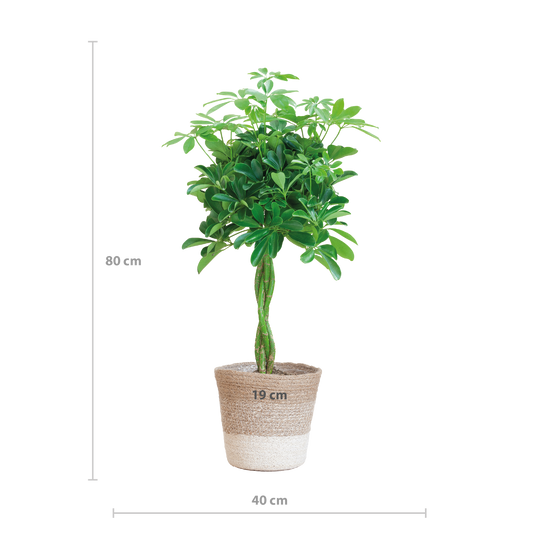 Schefflera Arab Nora with Basket Lisbon white - 70cm - Ø21