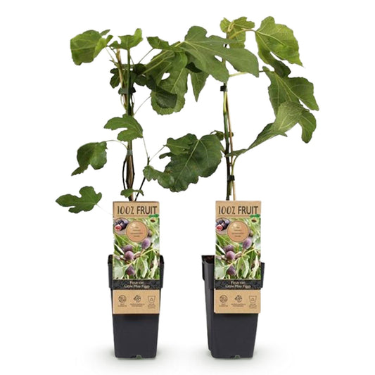 Fruit plant - Fig tree - Ficus caria Little mis Figgy - Red Fruit - 2 plants - Pot 15cm Height 50cm