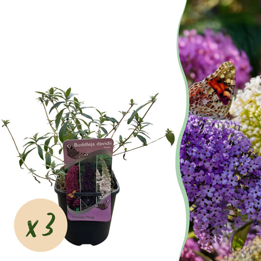 Butterfly bush - Buddleja davidii Tricolour - Flower Pink, White and Purple - 3 Plants - 1m2 - Deciduous - Butterfly attracting - Pot 17cm Height 30cm