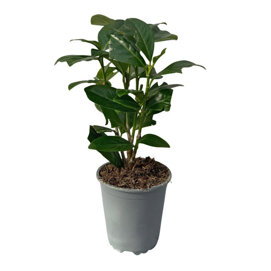 Green boutiQ - Hedge plants - Prunus laurocerasus Novita - leaf green - 8 plants - 1 linear meter - evergreen - pot 9cm height 30-35cm