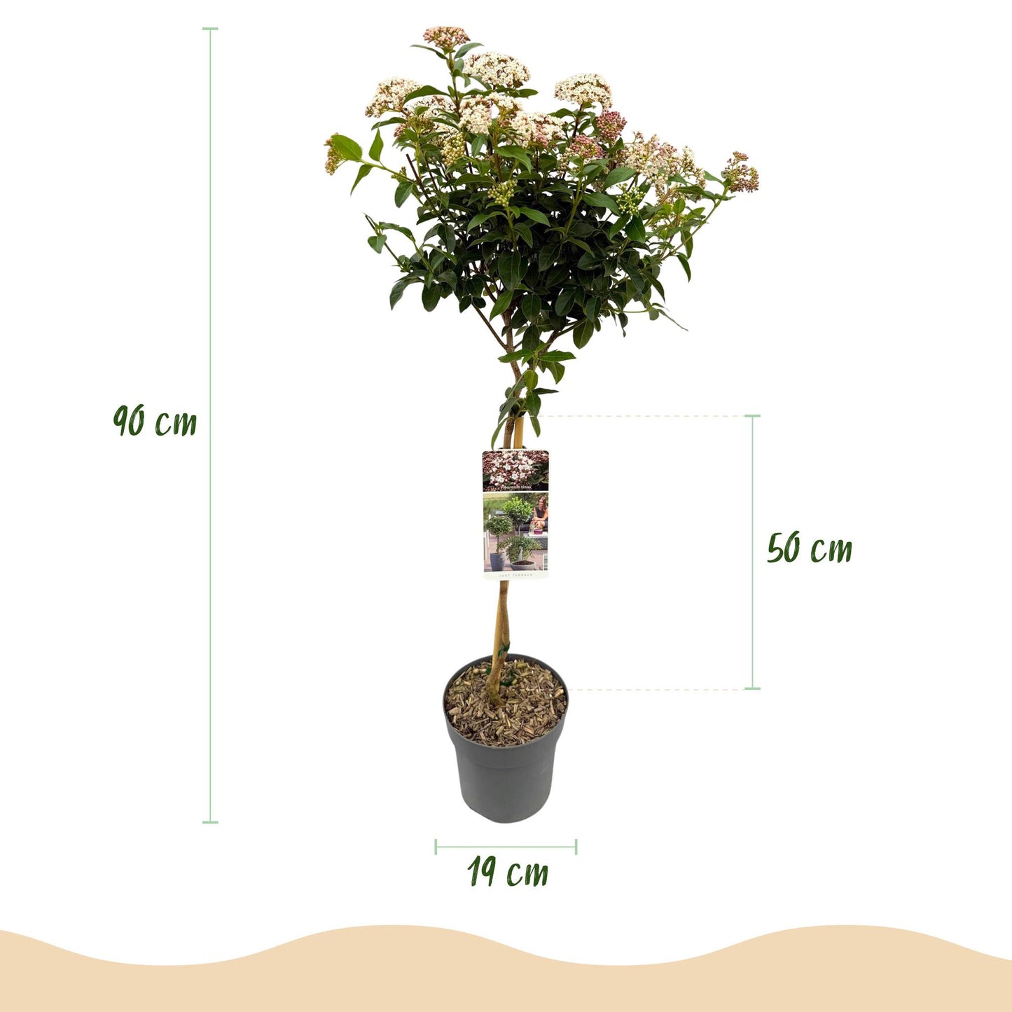 Green boutiQ - Plant op Stam - Viburnum tinus Eve Price - Terras Plant - Bladhoudend - Winterhard - Wit-Roze Bloem - Pot 19cm Hoogte 90cm