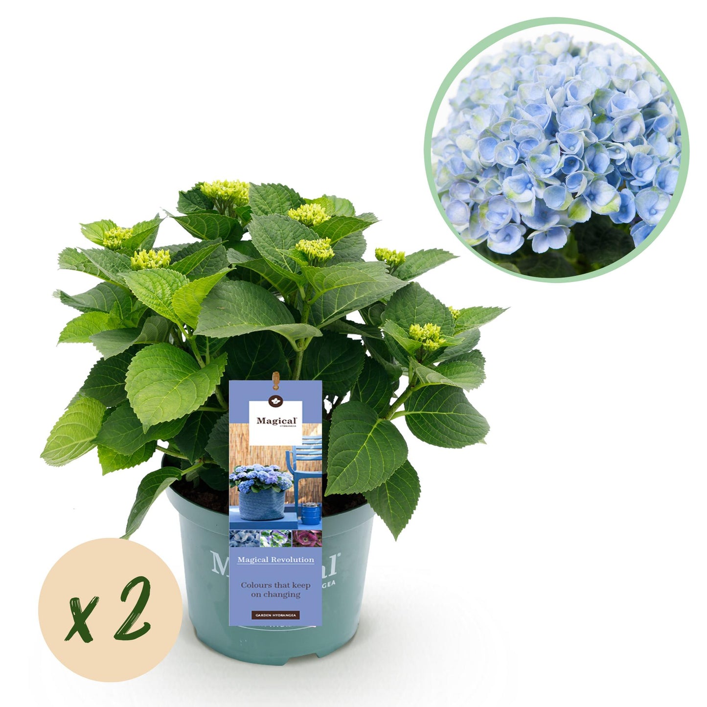 Green boutiQ - Terrace plant - Hydrangea - Hydrangea Magical Revolution Blue - Blue - 6-10 Flowers - 2 Plants - Pot 23cm Height 55cm